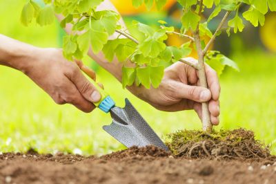 Apple Tree Planting in Honolulu, HI