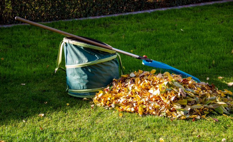 Fall Clean Up