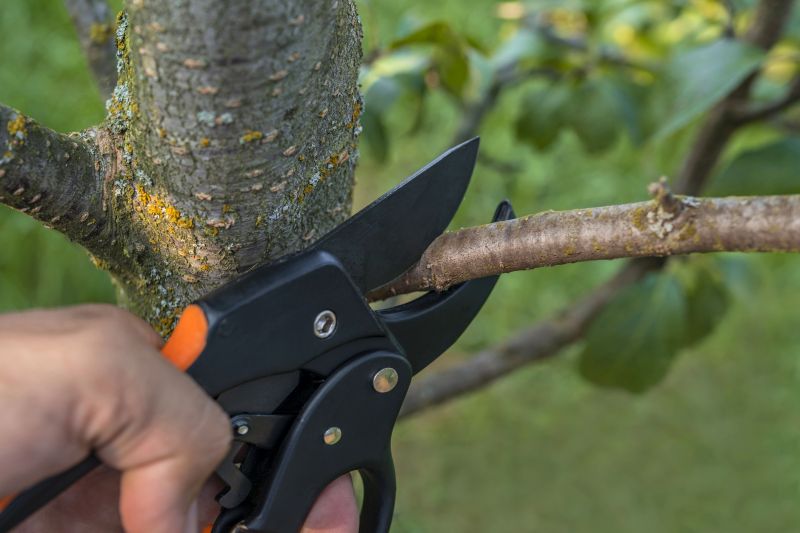 Pruning in Fall