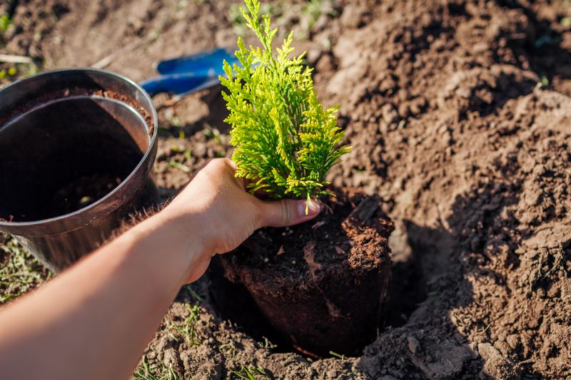 Pine Tree Planting in Honolulu, HI