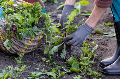 Rock Bed Weeding in Ventura County, CA