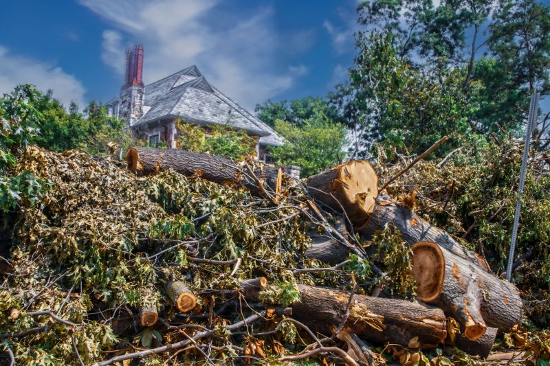 Tree Branch Disposal in Honolulu, HI