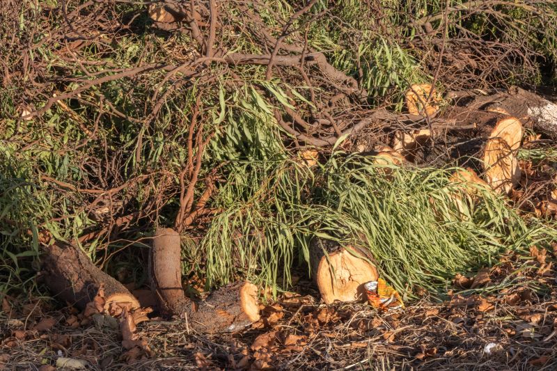 Tree Debris Removal in Ventura County, CA