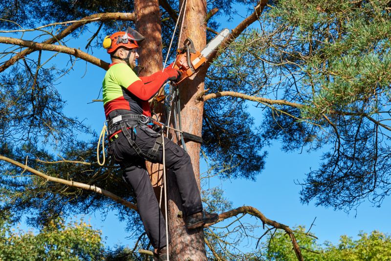 Tree Service Experts